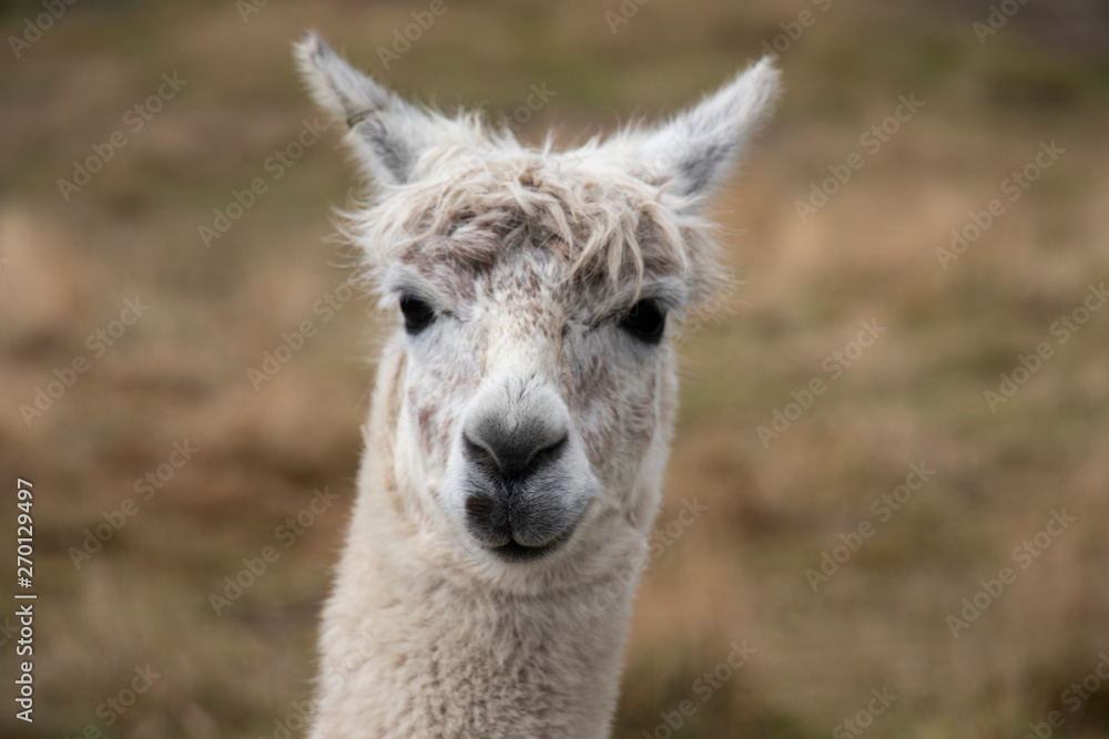 close-up of a white smiling sneaky alpaca head in New zealand farmers corner