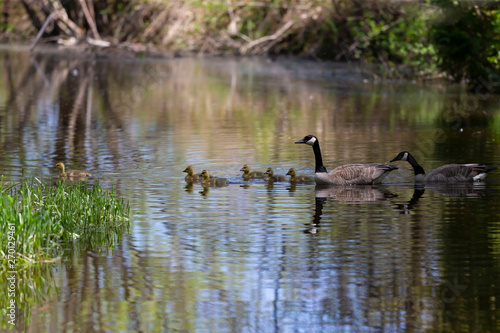 Canada geese swimming with thier goslings on the Silver creek.Nature scene from Wisconsin.