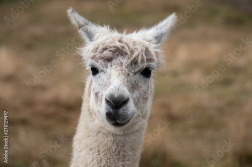 close-up of a white smiling sneaky alpaca head in New zealand farmers corner