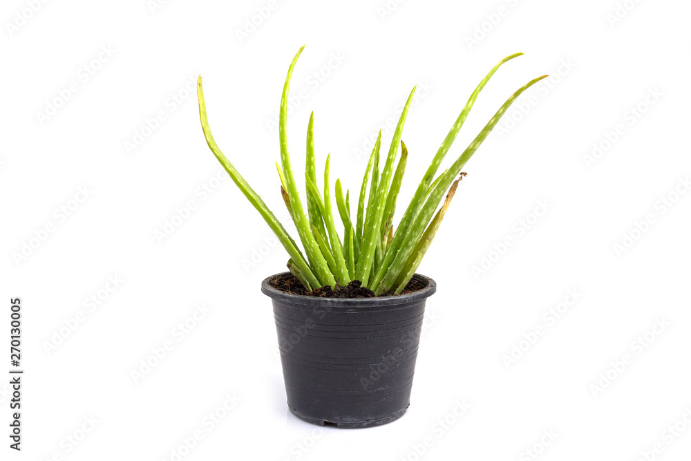 Aloe Vera Aloe Vera