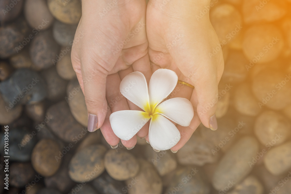 hand hold Plumeria flowers on the river rock hand hold Plumeria flowers on the river rock