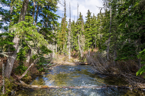 wild nature forest with stream in Joffre Lakes Provincial Park British Columbia Canada.