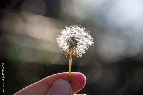 a hand holding a white dandelion on a blurry background with bokeh