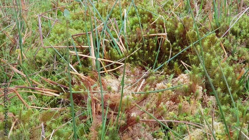 Human leaving footprint in slowmotion. Leaving our mark. Pink mountain shoe leaving footmark into grass and moss on the floor. People leaving a permanent mark on Earth. photo