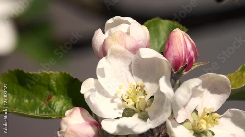 Bee flying over apple tree flower looking for pollen, then flies away. Super slow motion and close up. photo