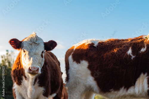 Tableau sur toile Vacas