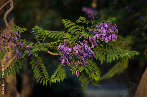Flores de jacaranda
