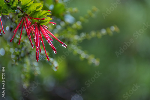 Notro Ciruelillo sur de chile