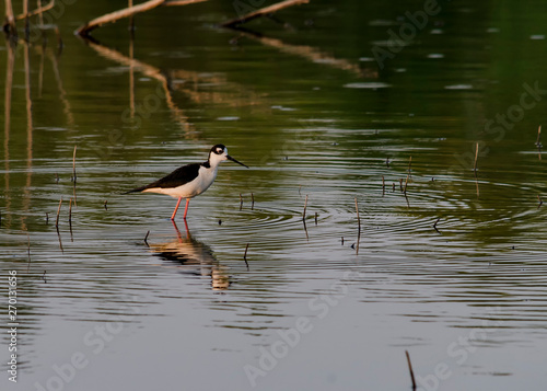 Ave en el lago