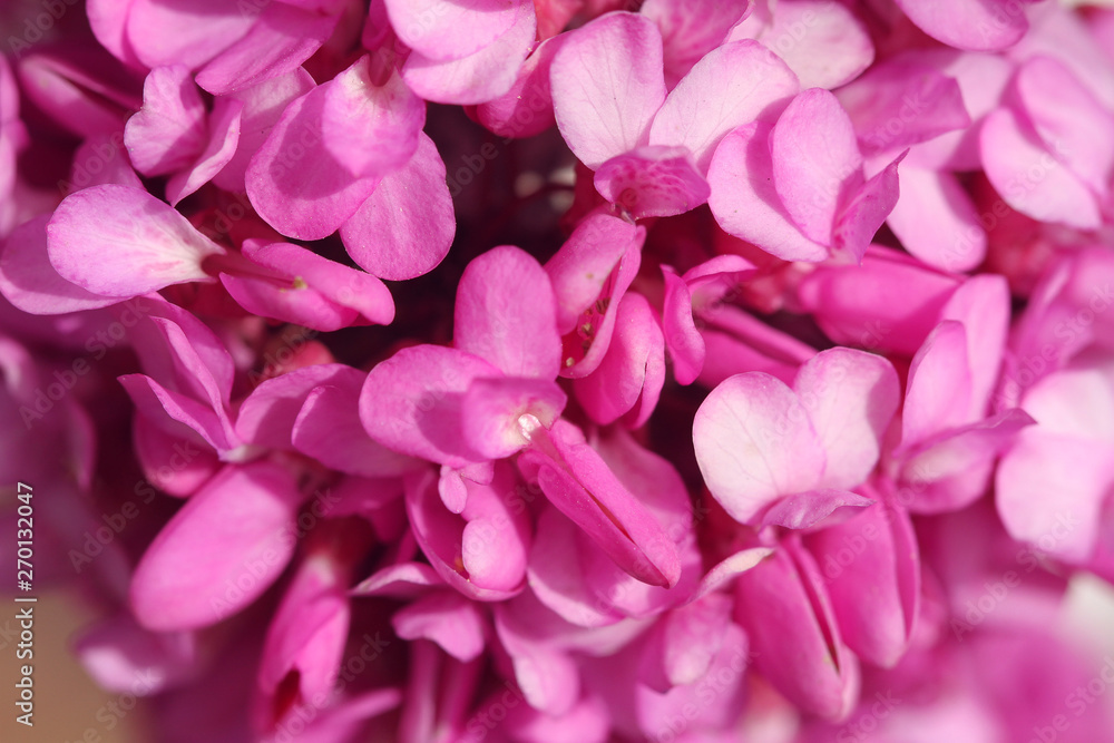 pink flower petals background
