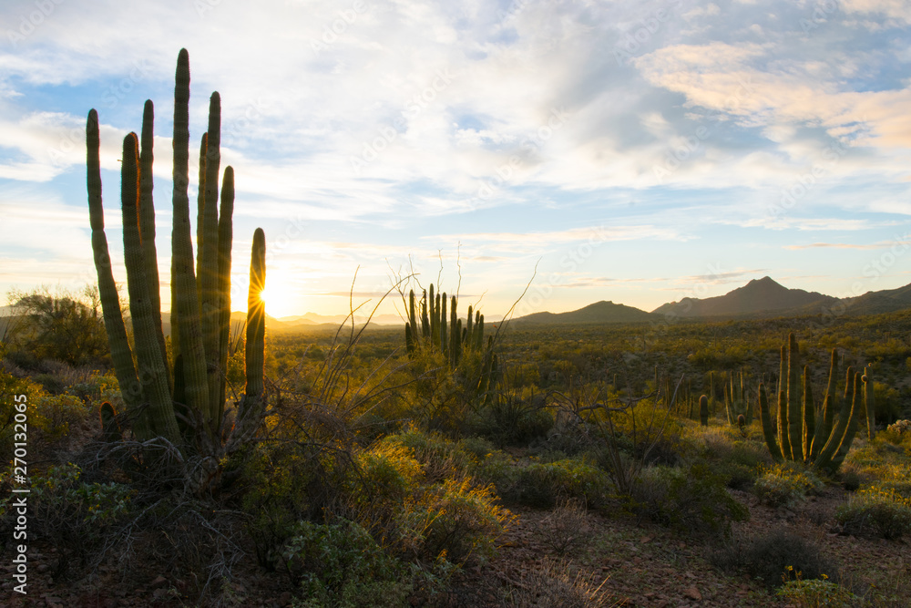 Organ Pipe Sunrise