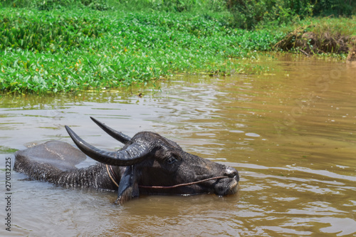 Black buffalo swimming in river on countryside