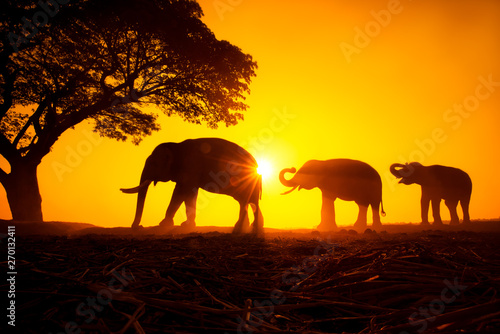 Silhouette elephant on the background of sunset,elephant thai in surin thailand