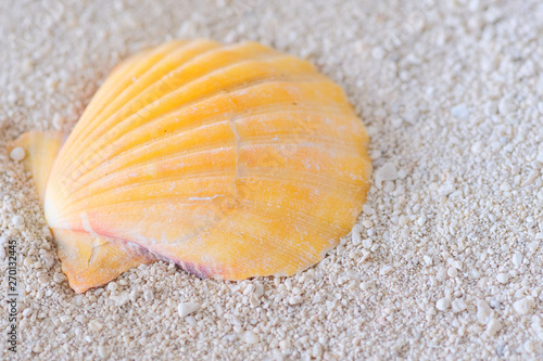 shell on beach