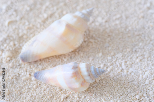 shell on the beach © Matthewadobe