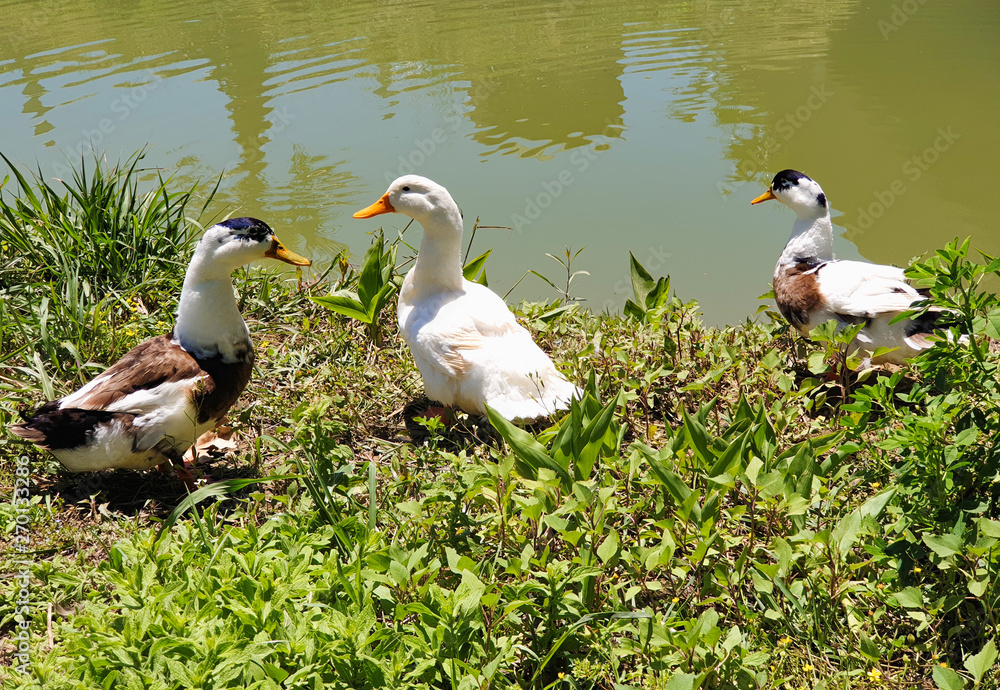 Obraz premium Geese walk on the green grass near the pond 