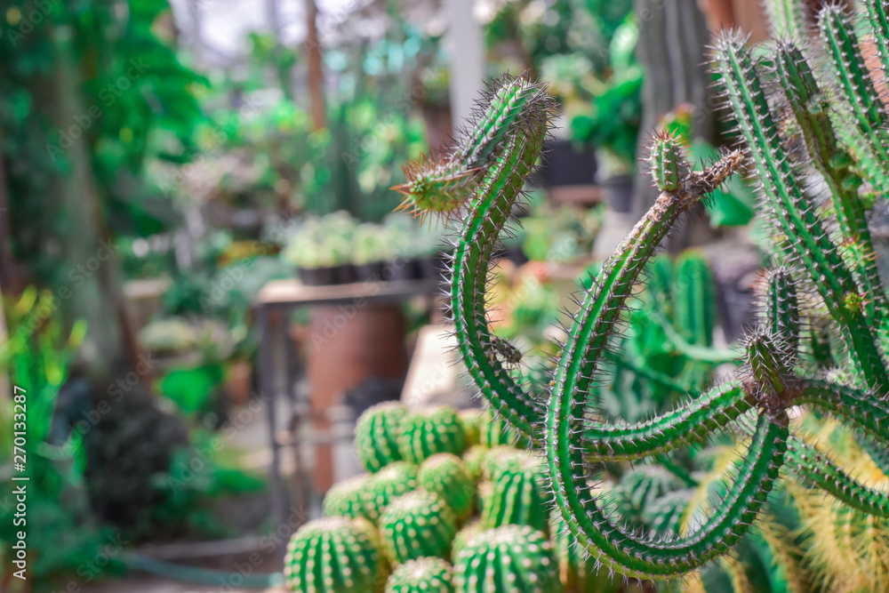 Obraz premium cactus strange shape on blur background