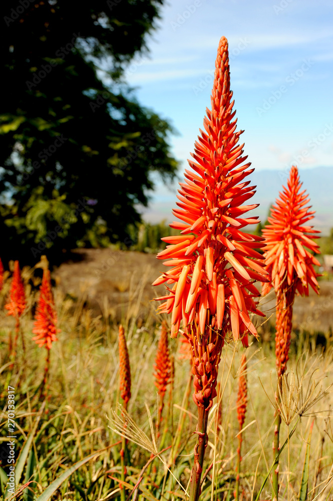 These aloe plants are in full bloom with bright red and orange colors. These aloe plants are in full bloom with bright red and orange colors.