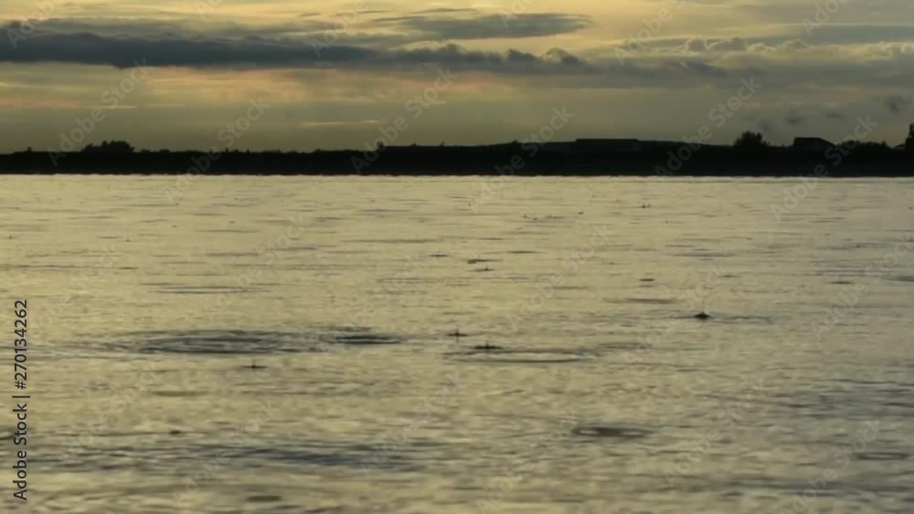 Rainy weather in the afternoon, rain on the grass, wild grass in the rain, wild nature, rain pouring on the gras in the evening