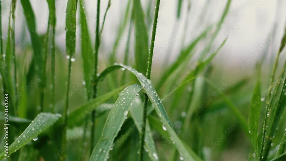 Rainy weather in the afternoon, rain on the grass, wild grass in the rain, wild nature, rain pouring on the gras in the evening Rainy weather in the afternoon, rain on the grass, wild grass in the rain, wild nature, rain pouring on the gras in the evening