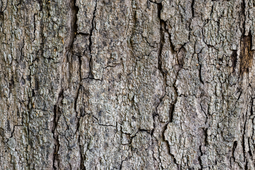 Close-up of bark tree in forest, old bark Close-up of bark tree in forest, old bark