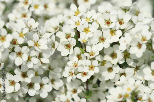 white flowers wall