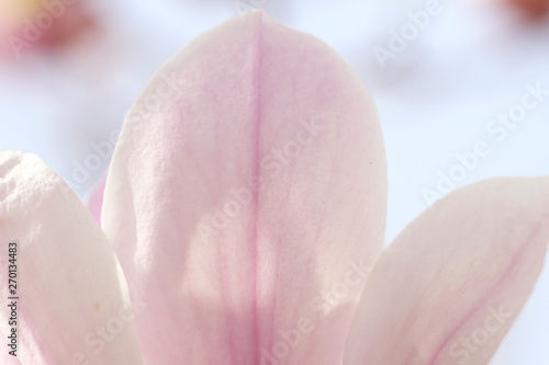Fototapeta Naklejka Na Ścianę i Meble -  pink flower petals on blue background