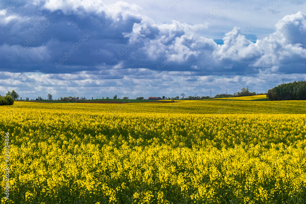 Fototapeta premium Yellow flower