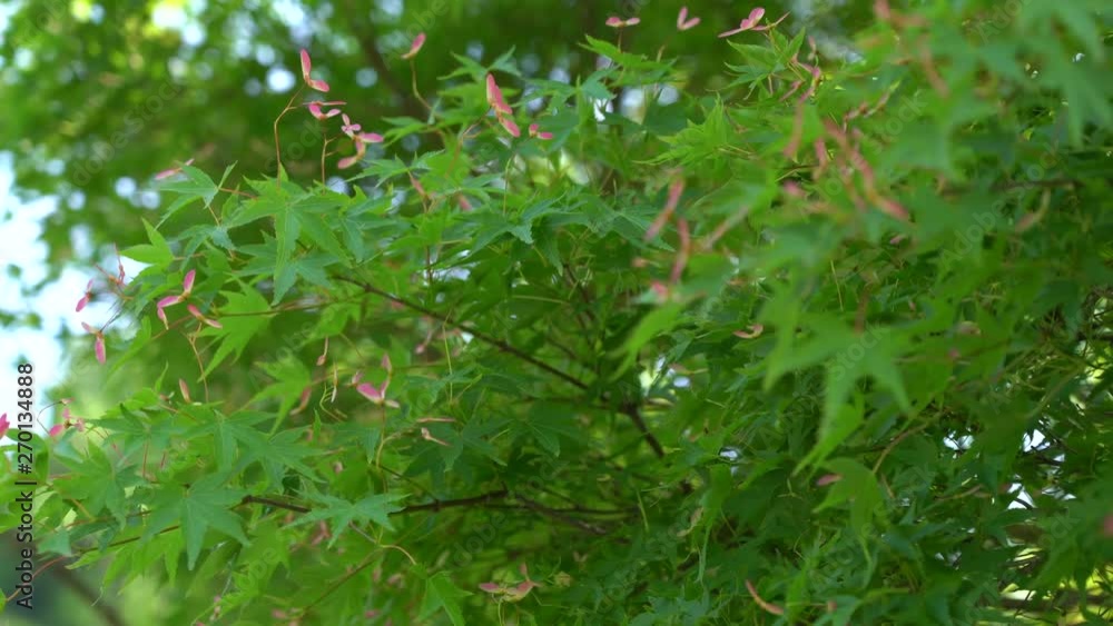custom made wallpaper toronto digitalJapanese Maple seeds in the early summer