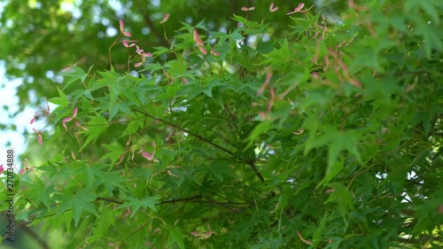 Wallpaper Mural Japanese Maple seeds in the early summer  Torontodigital.ca