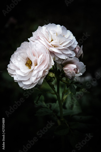 Rose flowers in the design of natural dark tones. The image is the art