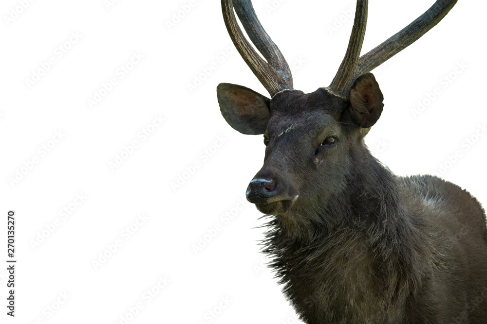Deer on a white background. With clipping path. Deer on a white background. With clipping path.