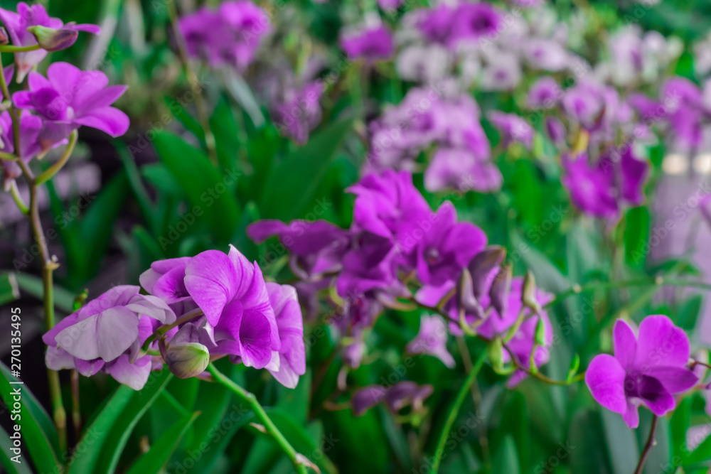 Close-up, Purple orchids in garden Close-up, Purple orchids in garden