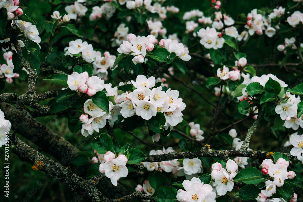 The apple blossom blossoms white in the spring. The apple blossom blossoms white in the spring.