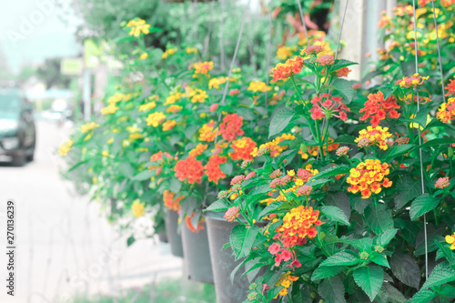colorful flower bloom on hanging pot, flower blooming near the street