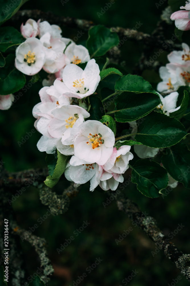 Fototapeta premium The apple blossom blossoms white in the spring.