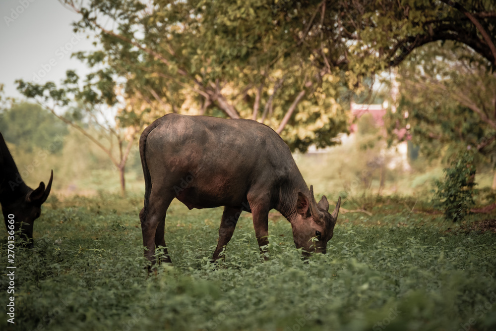 Buffalo eating grass under the tree Buffalo eating grass under the tree