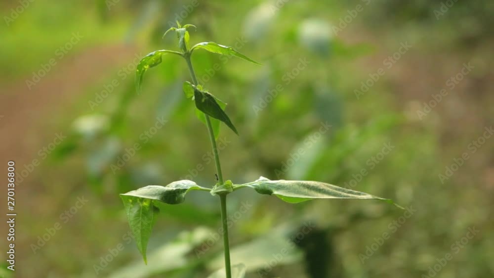 close up of ants walking on a plant in the Forrest close up of ants walking on a plant in the Forrest