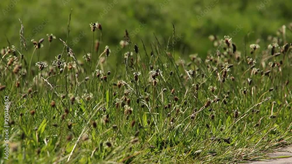 Untouched grass next to the pavement. Grass mowing. Abandoned nature. Blooming lawn which moves in the wind. Untouched grass next to the pavement. Grass mowing. Abandoned nature. Blooming lawn which moves in the wind.