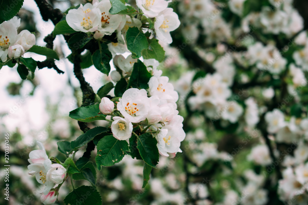 The apple blossom blossoms white in the spring. The apple blossom blossoms white in the spring.