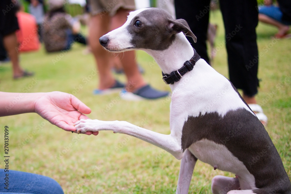 Teach Italian Greyhound which wearing leather collar sitting in the summer park to shake hand Teach Italian Greyhound which wearing leather collar sitting in the summer park to shake hand