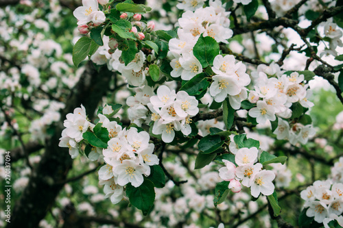 The apple blossom blossoms white in the spring.