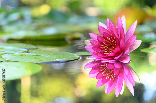 beautiful lotus flower on the water after rain in garden.