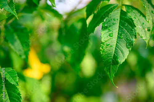 Closeup Drops of water on green leaf, the nature view in the garden at summer.