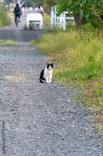田舎の散歩道 白黒猫が誰かを待っている