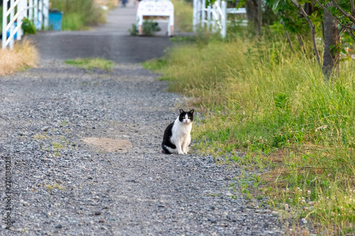 田舎の散歩道で待つ猫