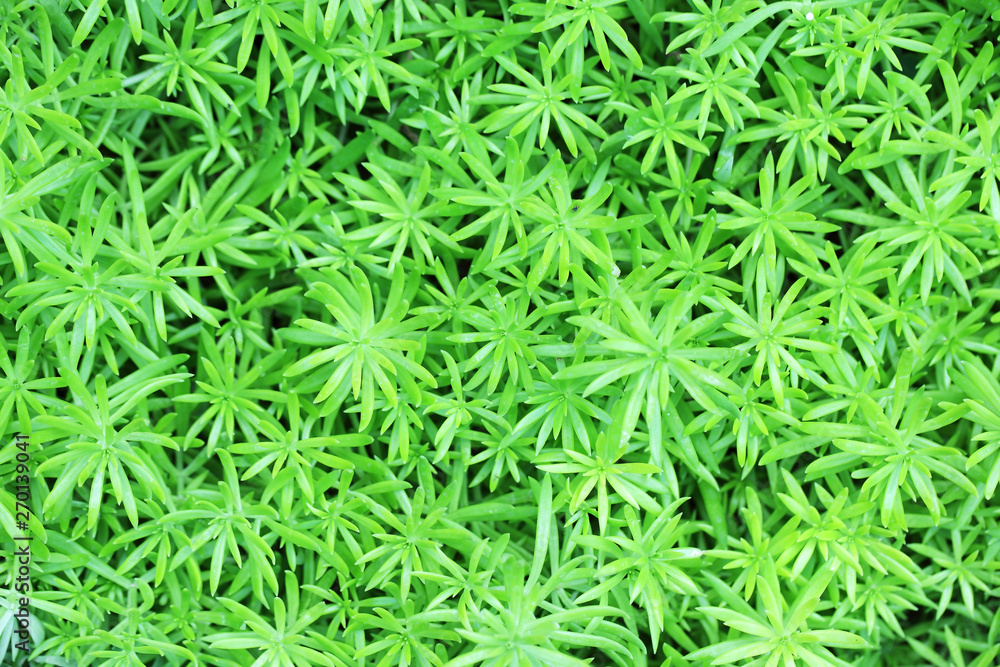 green fresh gold moss sedum texture as background. green fresh gold moss sedum texture as background.
