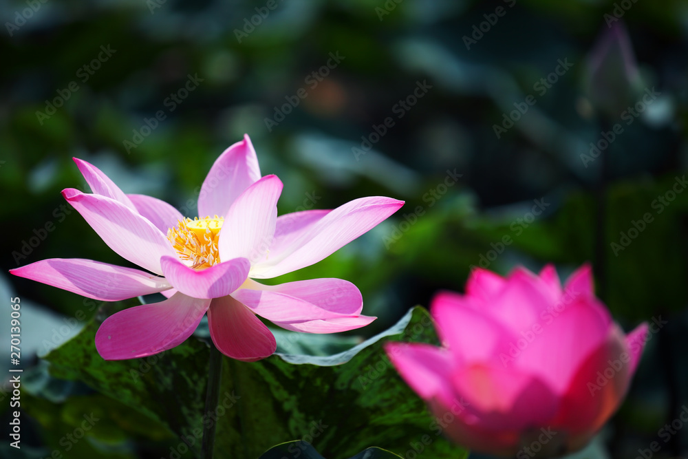 blooming beautiful lotus flower