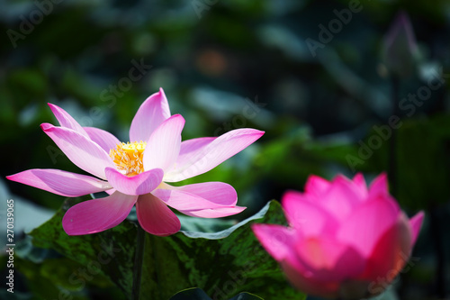 blooming beautiful lotus flower
