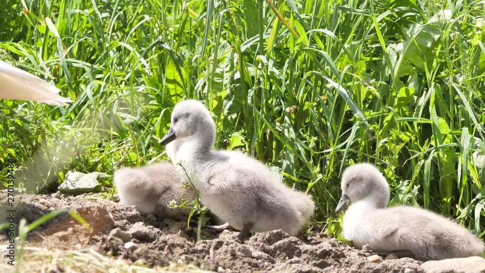 Squatter sweet young swans eating on the field at the plants